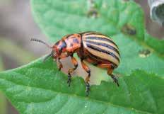 Bulldock Kartoffeln Insektizid Wo Bulldock zupackt, können Insekten einpacken. Bulldock bietet durch seine griffige EC-Formulierung sicheren Schutz gegen beißende Insekten.