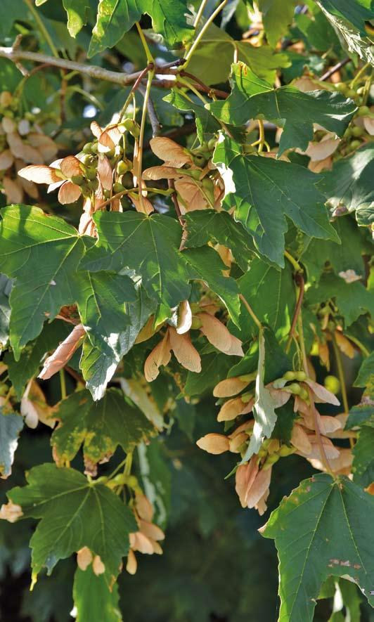 Andere Laub- und Nadelbäume Hohe Temperaturen und fehlender Niederschlag bewirkten bei den anderen Laubbäumen bereits ab Juli Herbstverfärbung ( % der Bäume) und vorzeitigen Blattabfall auch grüner