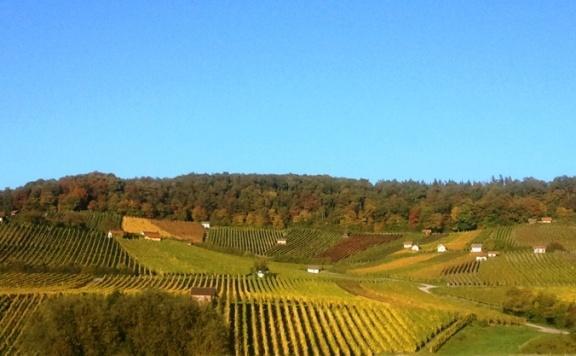 Der Weinbau Auf dem Donnersdorfer Falkenberg wird schon seit um 1300 Wein angebaut, mittlerweile sind die Rebsorten Müller-Thurgau, Silvaner, Bacchus, Kerner, Riesling, Domina, Dornfelder, Blauer