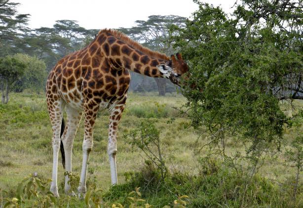 Mehr als eine Million Gnus, begleitet von Hunderttausenden Thomson Gazellen und Zebras, machen sich jährlich auf die große Reise durch die Serengeti und