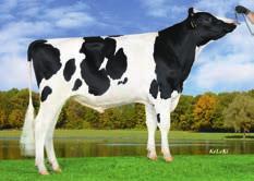 Motto PP ist homozygot hornlos und vererbt neben einer en Milchmenge positiv für Eiweiß sowie ein korrektes, funtionales Exterieur. Rotfaktor!