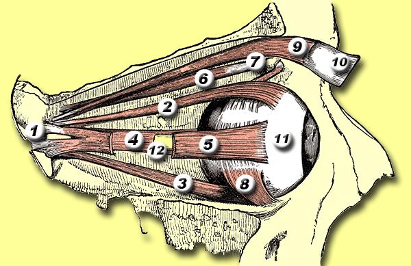 6 äußere Augenmuskeln: 1 = Anulus tendineus communis 2 = Superior rectus muscle 3 = Inferior rectus muscle 4 = Medial rectus muscle 5 = Lateral rectus