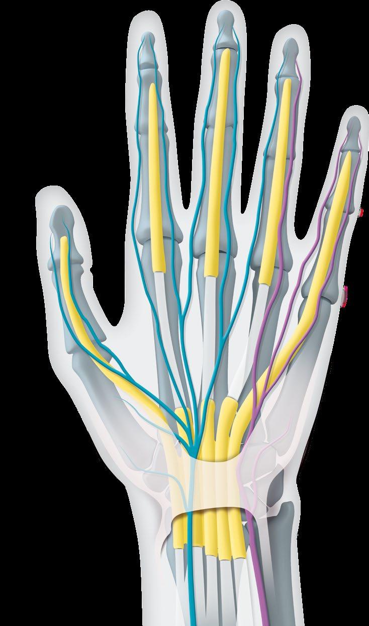 Hand Anatomie Hand Knochen und Gelenke Nervus medianus,