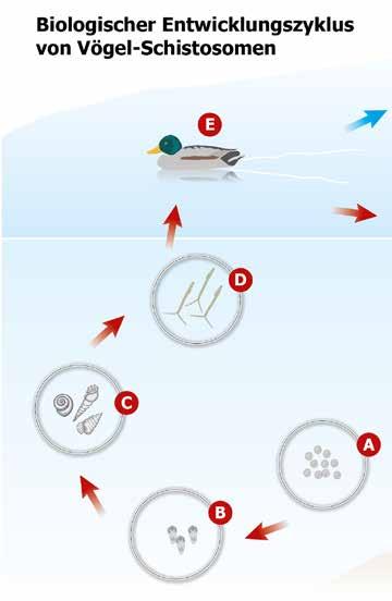 Abbildung 1: Biologischer Entwicklungszyklus von Vögel-Schistosomen Von Vögel-Schistosomen (= Saugwürmer) befallene Wasservögel geben über ihren Kot Wurmeier (A) ins Wasser ab.