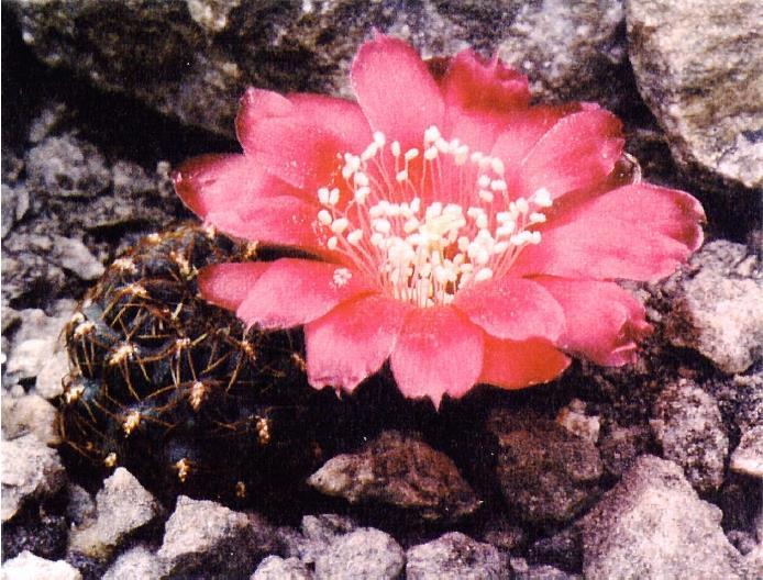 Bild 1: HS 78 - typische Form mit einfarbiger hellmagenta Blüte beschrieben worden war.