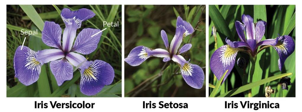 Kleiner Exkurs in die Botanik Iris Versicolor Iris Setosa Iris Virginica Source: