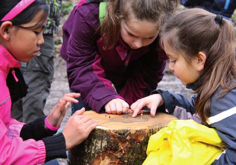Die Kinder zeigen auf einem vorbereiteten Plakat an einem senkrechten Querschnitt eines Baumes, wie und wo sich der Wassertransport im Baum abspielt.