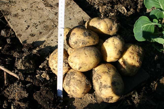 Vegetationsversuche: Kartoffelernte 2008