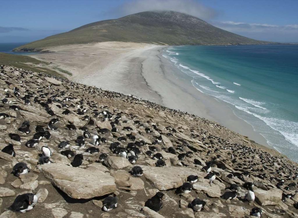 Die Falklandinseln Eine