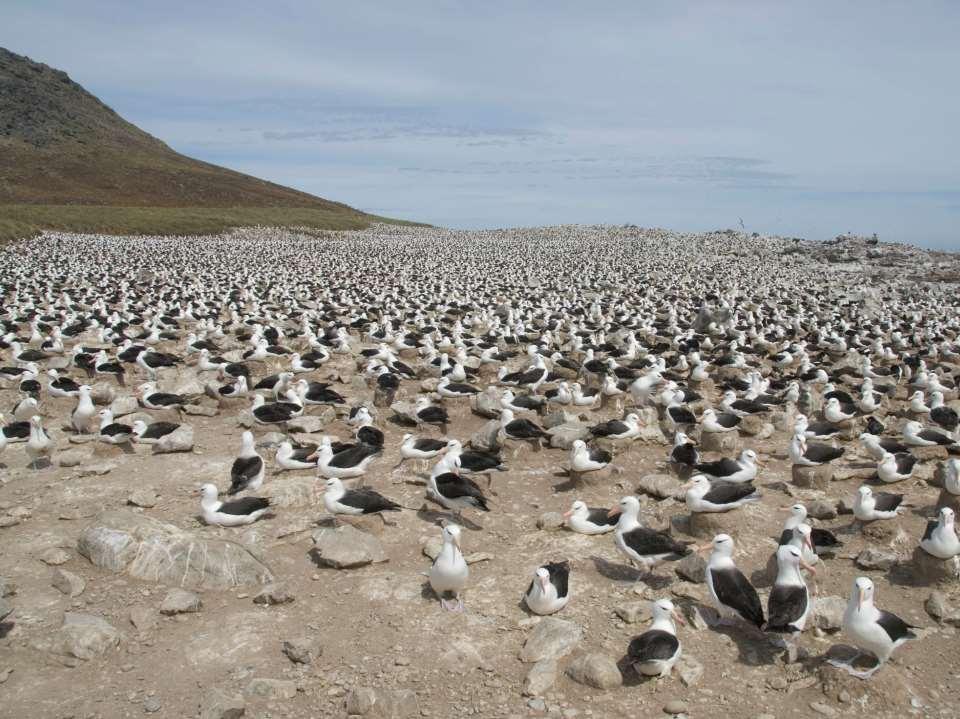 Die Falklandinseln im Südwest-Atlantik werden aufgrund ihres Tierreichtums von Kennern zu Recht als das «Galapagos des Südens» bezeichnet.
