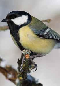 Für Gartenvögel sind Nistkästen eine große Hilfe, denn die natürlichen Nistmöglichkeiten werden heutzutage immer weniger.