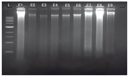 XpressDNATM Tissue / Cell Line Kit... Hohe Ausbeuten an reiner DNA aus ethanolkonservierten Fischgeweben Abb.