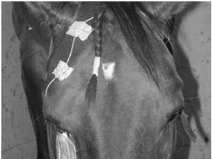 Transpalpebrales Kathetersystem: zur lokalen Therapie beim Pferd wenn viele Medikamenten verwandt werden müssen wenn das Auge sehr schmerzhaft ist bei wehrhaften Tieren 31 Antiinfektiva Antimykotika