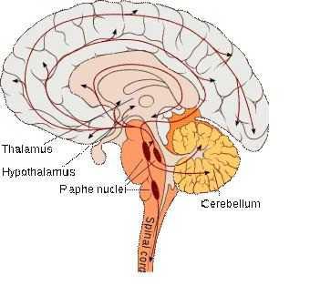 Serotonin Wichtig für die körperliche / geistige Gesundheit» Serotonin, Gehirn, K.