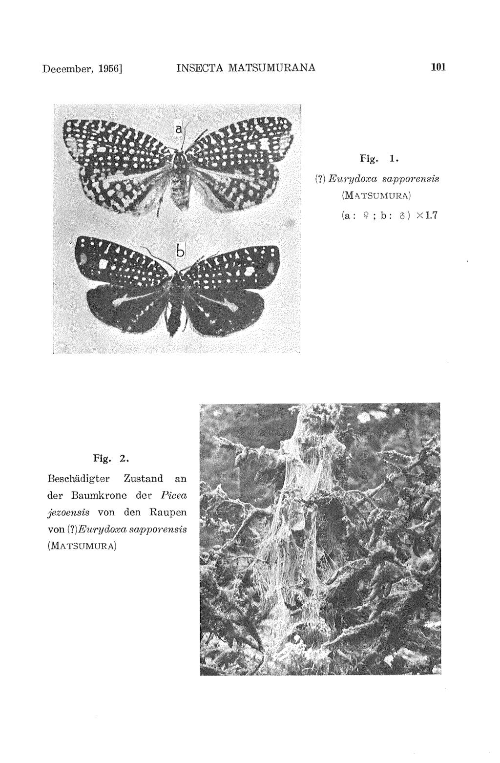 December, 1956] INSECTA MATSUMURANA 101 Fig. 1. (?) E~~rydoxa sapporensis (M" TSUMURA) (a: <;'; b: 13) >< 1.7 Hg.