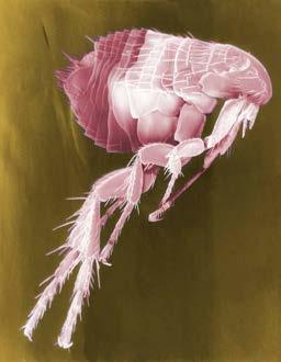 Parasiten und ihre Auswirkung auf die menschliche Gesundheit Mückenangriff; Quelle: Lutz Haberecht / pixelio.de Floh; Quelle: pixabay Inhaltsverzeichnis Was ist ein Parasit? S.