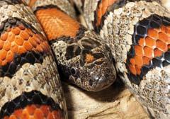 Als 2015 die rechtskräftige Version der Wildtierverordnung veröffentlicht wurde, fand sich darin im Anhang eine 422 Taxa lange Liste der ungefährlichen Giftschlangen (Abb. 172).