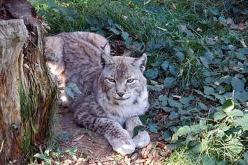 grösser sein, als Innen- und Außengehege zusammen für zwei Luchse (Lynx lynx).