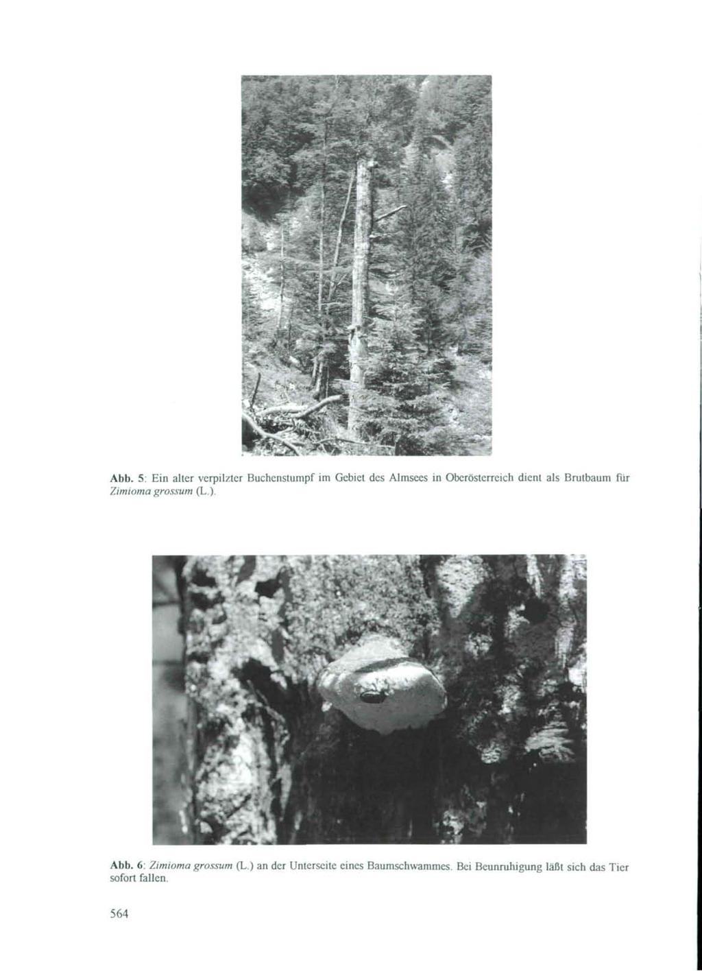 Abb. 5: Ein alter verpilzter Buchenstumpf im Gebiet des AJmsees in Oberösterreich dient als Brutbaum für Zimioma grossum (L.