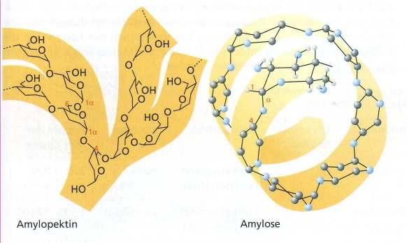 Polysaccharide Stärke: α-glykosidisch Verknüpfte α-d-glucose