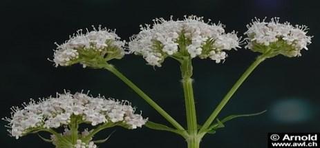 Beifuss Artemisia vulgaris nervöse Erregungszustände,