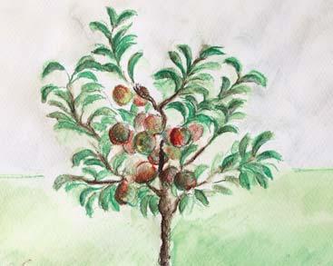 12 FrüchteProfi CRONY Mein kleiner Apfelbaum: