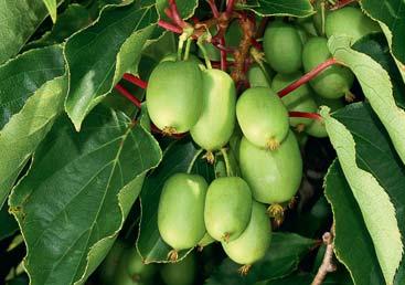Fruchtet bereits Eignet sich nicht als Befruchter. VITIKIWI (selbstfruchtbar) (Actinidia arguta) im 4 Liter Topf 27.