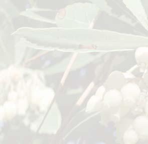 Weisse Glöckchblüt im Herbst, zeitgleich knallrote, runde, reife Beer (bis Zum Frischess, für Marmelad, Likör.