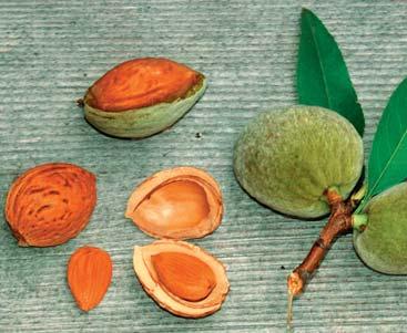 FrüchteProfi Schalobst 79 Optische Schönheit gesunde Kerne Sept. Sept. ROBIJN Süssmandel (Prunus dulcis) im 10 Liter Topf 62.