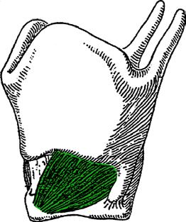 thyroarytaenoideus Schildknorpel zu Aryknorpel, Fächer öffnet in Richtung Epiglottis (kraniale und laterale Fortsetzung