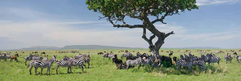 ) Pirschfahrt im weltberühmten Ngorongoro-Krater, dem größten geschlossenen Krater der Welt Besuch eines Rangerposten in der Serengeti Die Olduvai Schlucht Menschheitsgeschichte hautnah 1 München