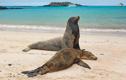 Galápagos Seelöwen AMERIKA Süßwasserquelle der Insel, zu den bekannten Piratenhöhlen. Diese waren auch für die Familie Wittmer eine erste Unterkunft, nachdem sie auf der Insel angekommen waren.