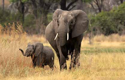 Keetmanshoop Etosha Nationalpark AFRIKA 12 Erongo Region Damarland (ca. 340 km): Auf ins szenenreiche Damaraland.