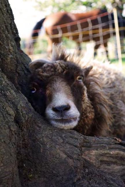 Schafe Ouessantschafe, die kleinste Schafrasse der Welt Lotti,