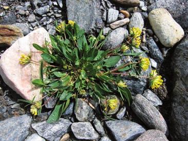 Bedeutend für den Bestandesaufbau sind außerdem Agrostis alpina, Anthyllis vulneraria ssp. alpicola (Abb. 9), Myosotis alpestris und Achillea moschata.