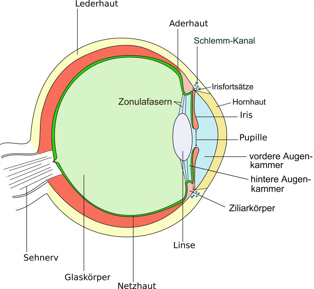 2.2 Optische Wahrnehmung Auge [https://commons.wikimedia.org/w/index.php?