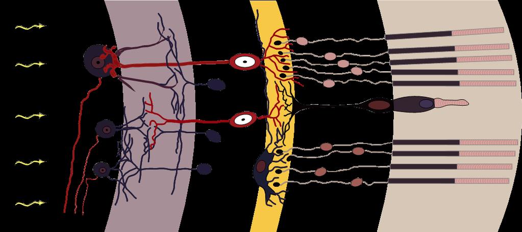 2.2 Optische Wahrnehmung Wahrnehmung von Helligkeit Die Retina besteht aus Photorezeptoren und mehreren Neuronenschichten.