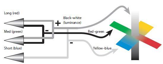 2.3 Farbe Gegenfarbentheorie Sensorische Verarbeitung von Farbe im Gegenfarbenmodell Helligkeitskanal: Verarbeitung aller drei