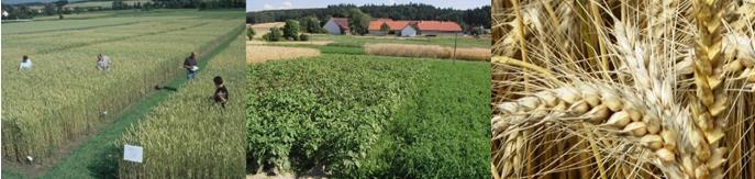 Versuchsergebnisse aus Bayern Jahr 2017 Ökologischer Landbau