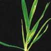 2 Ihr Partner für die erfolgreiche Ungrasbekämpfung Axial 5 ist ein blattaktives Herbizid zur Bekämpfung der wichtigsten Ungräser im Frühjahr und Herbst.