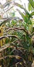 Engere Maisfruchtfolgen, die Klimaerwärmung sowie mangelnde Feldhygiene durch langsam verrottende Maisstoppel lassen höhere Befallsrisiken erwarten.