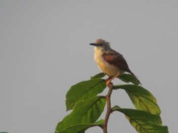 Das Abendessen bringt dann die positive Überraschung und die Vogelliste konnte um einige Arten erweitert werden. Mittwoch, 6..06 Shama- Nsuta Forest Es wird wieder 05.