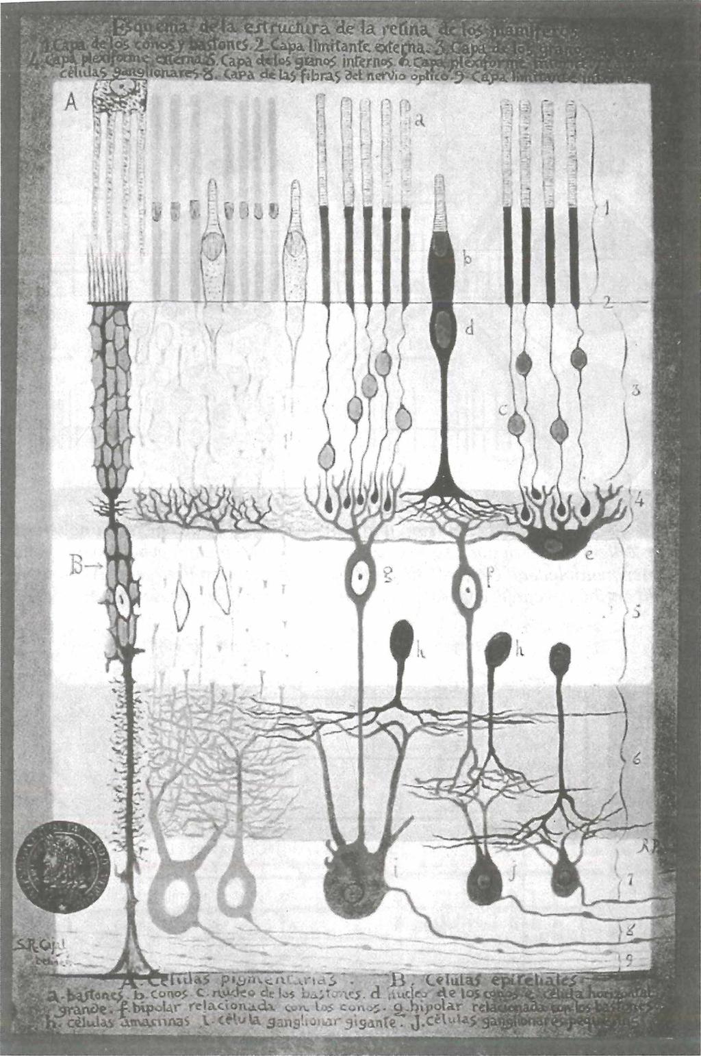 Abb. 7: Schichtenaufbau der Retina nach einer Originalzeichnung von Santiago Ramón y Cajal (aus Hu