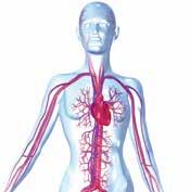 Lebenstätigkeit. Es umfasst das Herz, das System der arteriellen und venösen Gefäße, die Kapillargefäße.