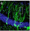 1977: Ultrastruktureller Nachweis von Neurogenese.