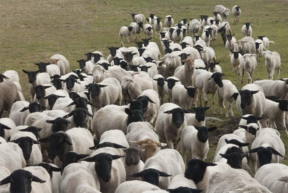 3. Weidetiere als Vektoren an einem Schaf: 8.500 Diasporen von 57 Arten (52 % des lokalen Diasporen produzierenden Artenpools); Hochrechnung auf Herde von 350 Schafen: 3 Mio.