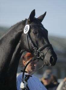 2011 Keysoe, Großbritannien Anlässlich der jährlichen Zentralen Eintragung und Jahresschau des britischen Tochterverbandes TBF feierten Nachkommen unserer Pferde große Erfolge: Woodcroft