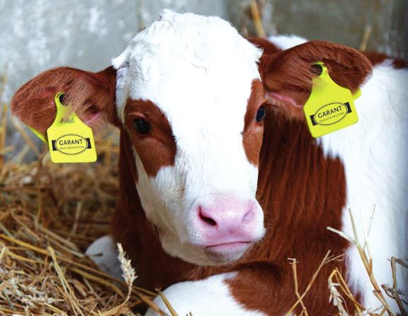 Futterplan Text, Text Fotos: Cisar Aufzucht mit System Neu im Kälberprogramm»Vital Wachsen«sind die jeweils speziell für Milchviehund Rindermastbetriebe entwickelten Kälberaufzuchtsysteme.