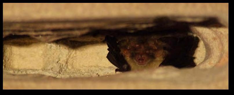 Fledermaus und Haus Sie möchten die Fassade, das Dach oder den Keller renovieren? Fledermäuse leben oft unbemerkt mitten unter uns.