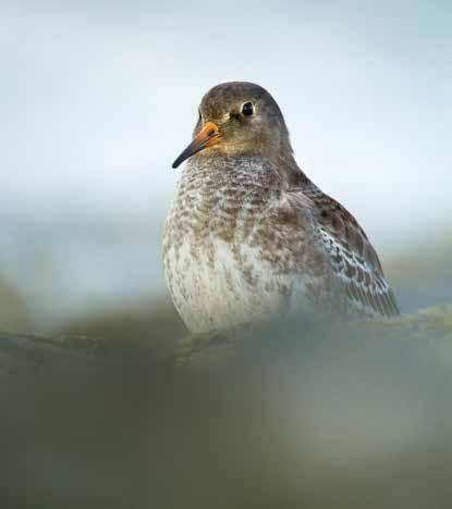 Gehbehinderung Zugvogel-Klönsnack Fr 19.10.